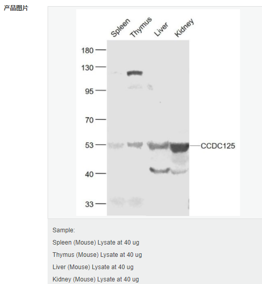 605413a135cd9.png image.png