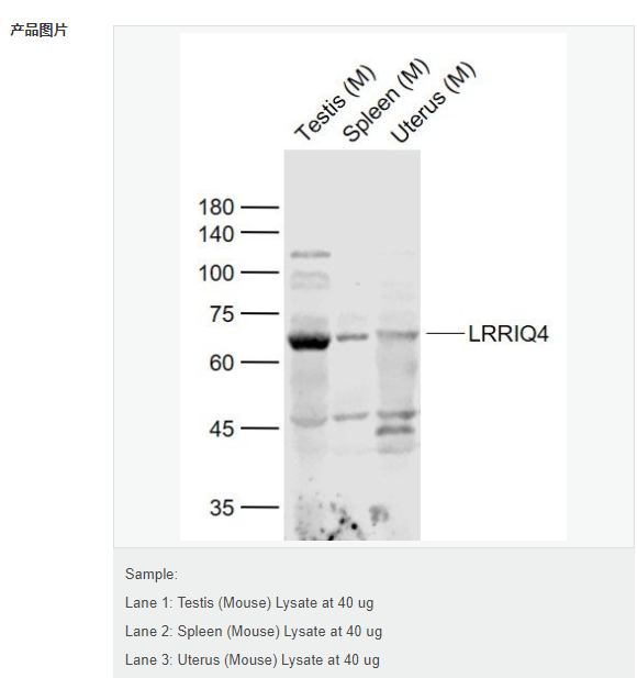 607931a62ba36.png image.png